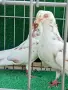 Въртящи гълъби*, снимка 4