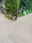 Померан померанче момче Мерле , снимка 3