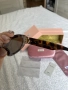 Слънчеви очила Miu Miu MU 11WS Havana, снимка 7