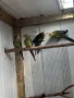 Продавам млади Планински папагали , снимка 4