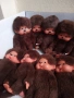 💖Оригинални японски кукли Monchhichi Sekiguchi Мончичи маймунки, снимка 8
