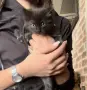 Подарявам 5 малки котета на грижовни стопани ❤️, снимка 4