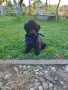 Мини пудел/Mini, снимка 1