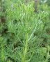 Храстовиден пелин (Artemisia abrotanum), снимка 1 - Градински цветя и растения - 40305588