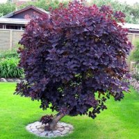 Червена Смрадлика (Cotinus coggygria 'Royal Purple'), снимка 3 - Разсади - 40979101