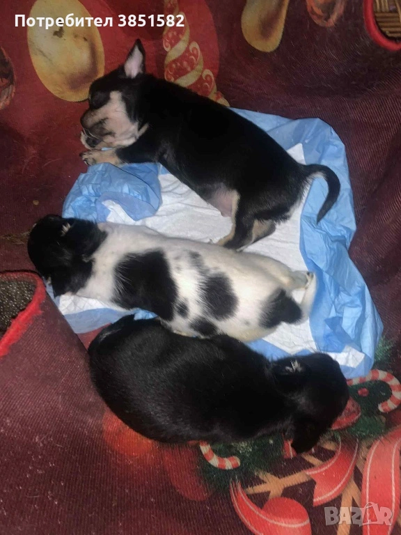 Чихуахуа -3 момчета , снимка 1