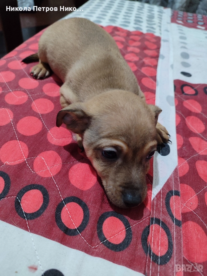 Пинчери , снимка 1