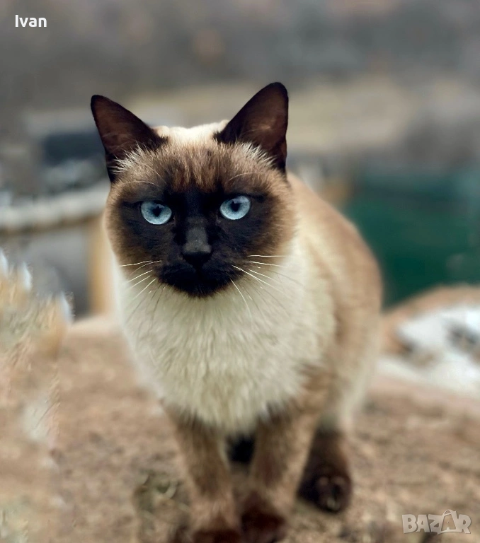 Сиамска котка , снимка 1