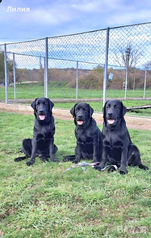 Лабрадор ретривър с родословие, снимка 1