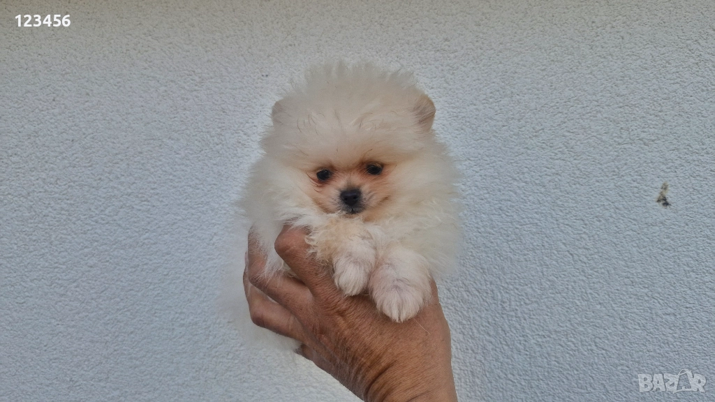 Померани, снимка 1