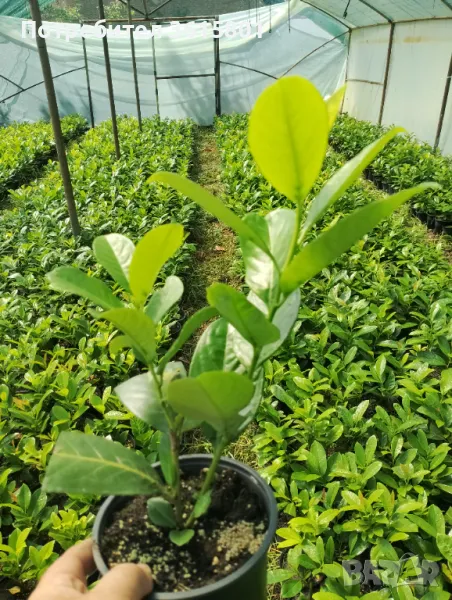 лавровишна 4лв, снимка 1