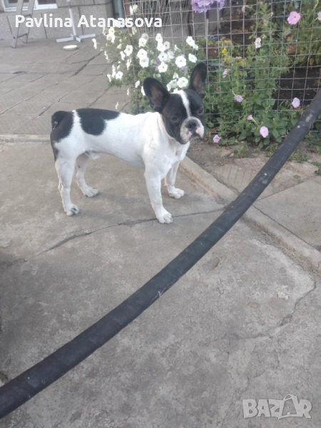 Продавам мъжки френски булдог , снимка 1