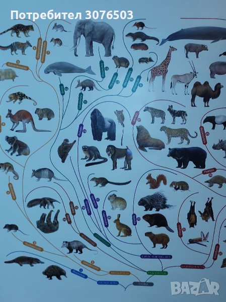 Бозайниците на света, снимка 1