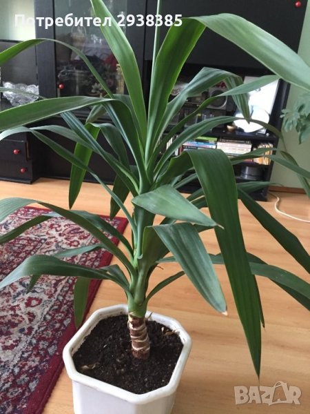 Млада и здрава Юка- 130 см, снимка 1