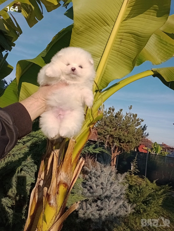 Померани. Реални снимки от 10.12.25 г. , снимка 1