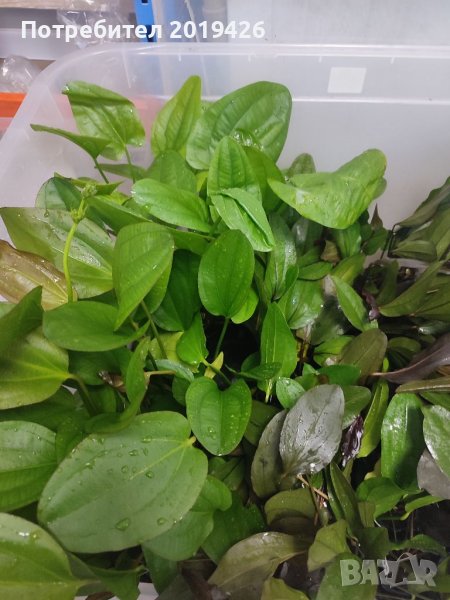 Ехинодориуси видове , снимка 1