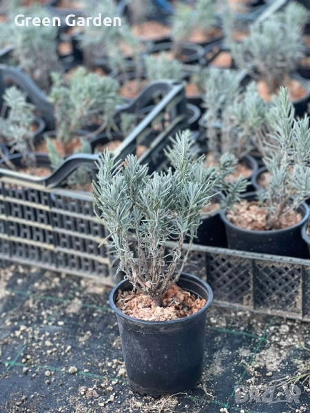 Лавандула, снимка 1