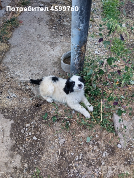 Българско овчарско куче - 2 бр. женски, снимка 1