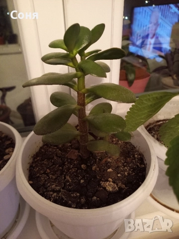 Различни кактуси,каучуково цвете, копривки и др.цветя, снимка 15 - Стайни растения - 50757911