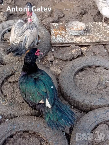 неми патици-юрдеци и юрдечки 