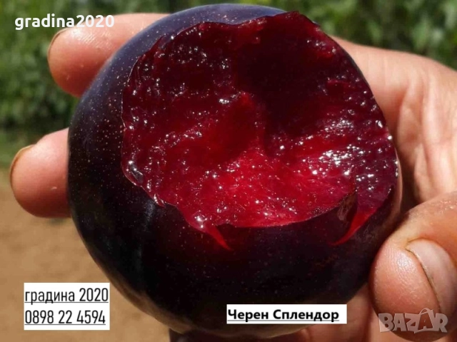 Слива - Налични 4 сорта Анджелино ,Черен диамант (Блек Даймънд) , Черен Сплендор - BLACK SPLENDOR и , снимка 3 - Разсади - 51852290