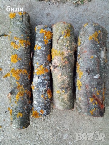 Дива ябълка , снимка 1