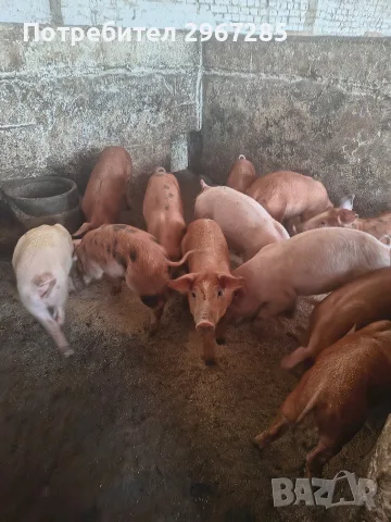 Продавам малки прасенца , снимка 4 - Прасета - 56329368