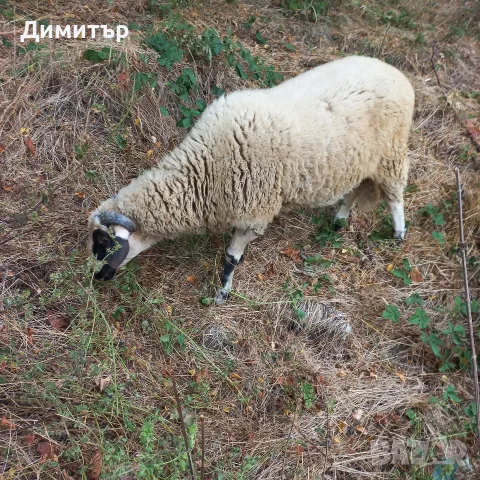 мъжко шиле овне