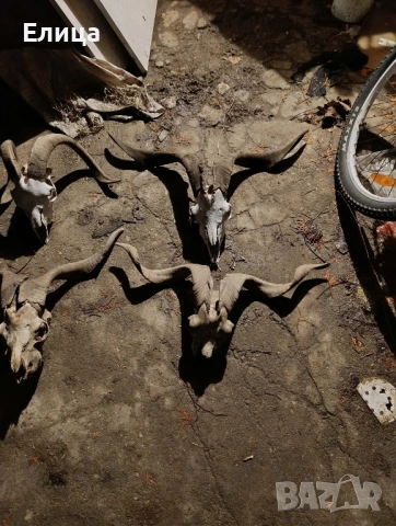 Черепи на кози, снимка 2 - Колекции - 53255770