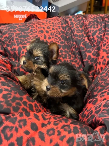Мини йоркширски териерчета, снимка 4 - Йоркширски териер - 53721399