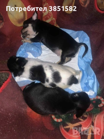 Чихуахуа -3 момчета 