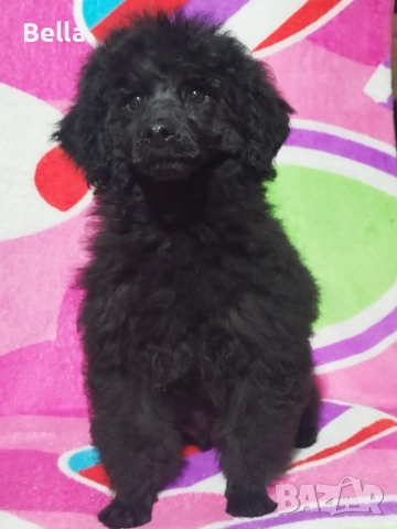 Мини пудел, снимка 14 - Пудели - 52673460