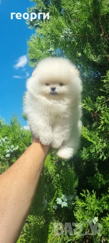 померанче, снимка 9 - Померан - 51188810