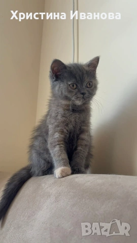 Британски котета 