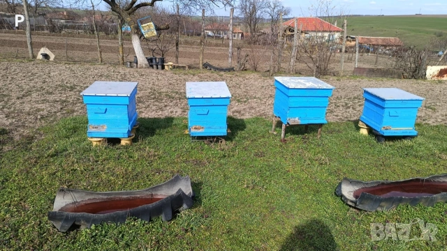 Пчелни семейства , снимка 2 - За пчели - 53844596