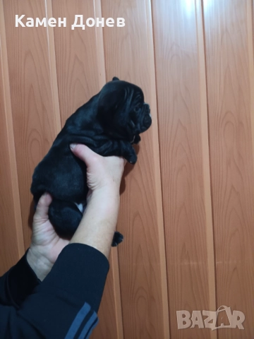 Френски булдог , снимка 11 - Френски булдог - 52906488