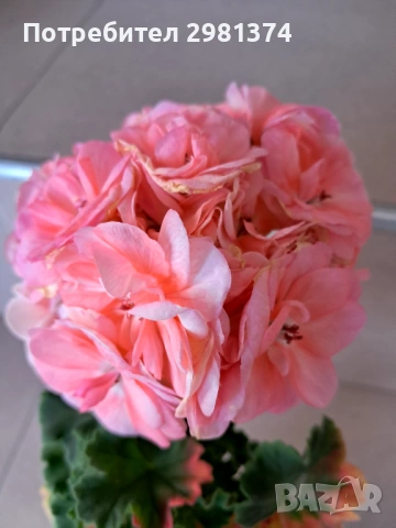 Мушкато- Астрид