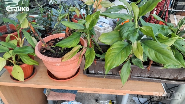 Авокадо, дръвче в саксия и други, снимка 8 - Градински цветя и растения - 47247861