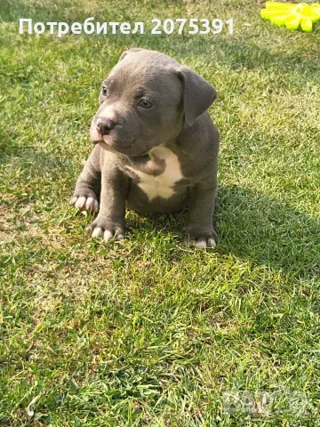 Американско були покет  American bully , снимка 11 - Питбул - 55752145