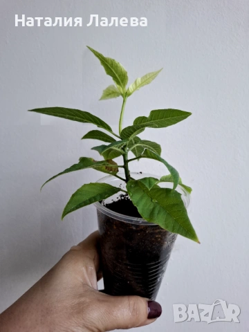 Бяла коледна звезда, euphorbia pulcherrima, снимка 3 - Стайни растения - 53702177