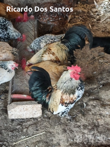 Джинки, снимка 2 - Кокошки и пуйки - 53404785