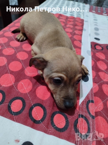 Пинчери , снимка 3 - Пинчер - 52860275