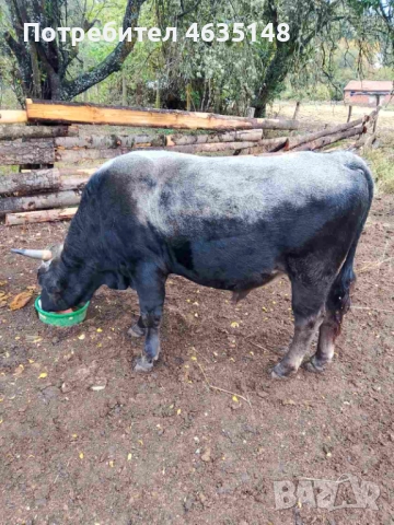 Телета, бици, снимка 9 - Крави - 52205533