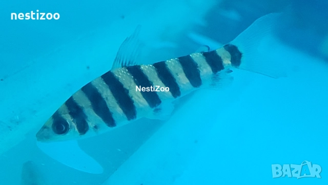 Лепоринус, снимка 2 - Рибки - 52304639