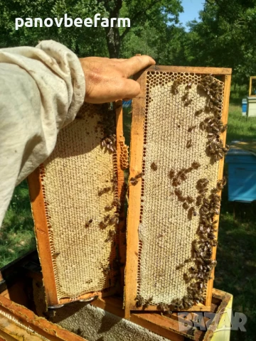 БИО пчелен мед Акация, снимка 2 - Пчелни продукти - 50722351