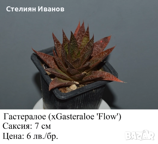 Сукуленти - алое, астролоба, хавортия, гастерия и гастералое,, снимка 12 - Стайни растения - 51468494