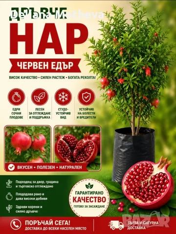 НАР ,червен едър, сорт Камилски зъб 