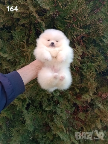 Бели мини Померани. Реални снимки ! , снимка 9 - Померан - 53780624