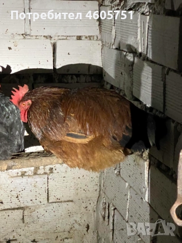 Млади ПЕТЛЕТА, снимка 2 - Кокошки и пуйки - 52741135