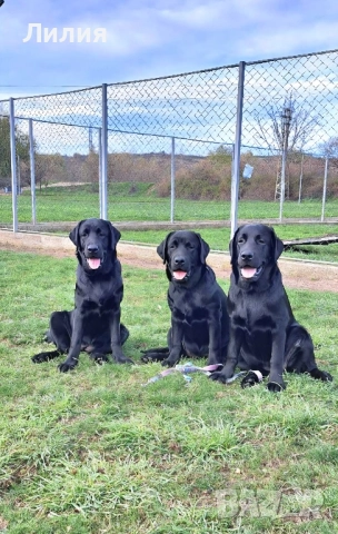 Лабрадор ретривър с родословие